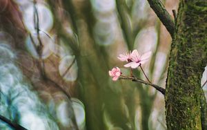 Preview wallpaper cherry, tree, flowers, branch, blur