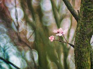 Preview wallpaper cherry, tree, flowers, branch, blur