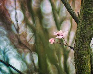 Preview wallpaper cherry, tree, flowers, branch, blur