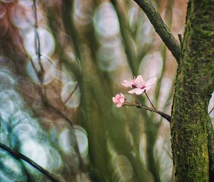 Preview wallpaper cherry, tree, flowers, branch, blur