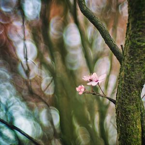 Preview wallpaper cherry, tree, flowers, branch, blur