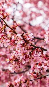 Preview wallpaper cherry tree, flowers, petals, branch, pink