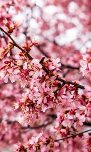 Preview wallpaper cherry tree, flowers, petals, branch, pink