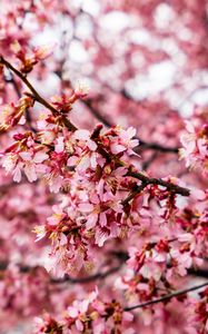 Preview wallpaper cherry tree, flowers, petals, branch, pink