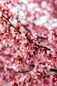 Preview wallpaper cherry tree, flowers, petals, branch, pink