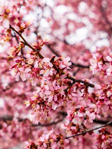 Preview wallpaper cherry tree, flowers, petals, branch, pink