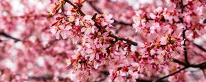 Preview wallpaper cherry tree, flowers, petals, branch, pink