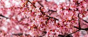 Preview wallpaper cherry tree, flowers, petals, branch, pink