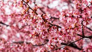 Preview wallpaper cherry tree, flowers, petals, branch, pink