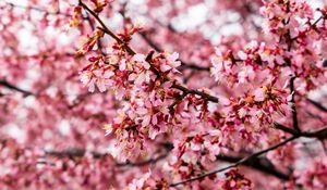 Preview wallpaper cherry tree, flowers, petals, branch, pink