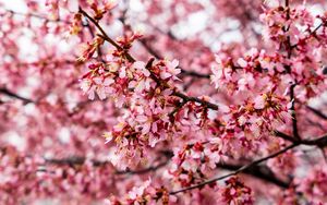 Preview wallpaper cherry tree, flowers, petals, branch, pink