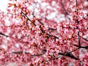 Preview wallpaper cherry tree, flowers, petals, branch, pink