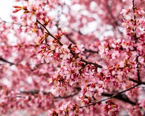 Preview wallpaper cherry tree, flowers, petals, branch, pink