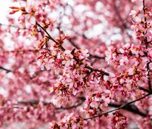 Preview wallpaper cherry tree, flowers, petals, branch, pink