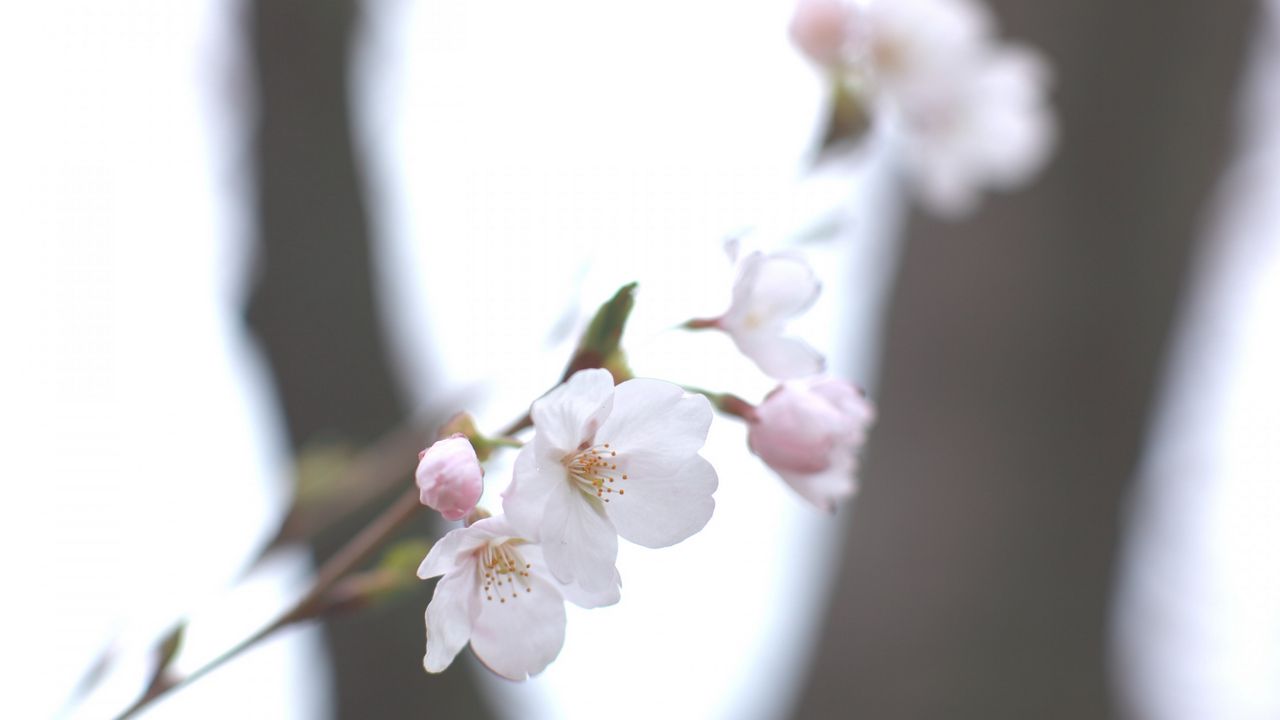 Wallpaper cherry, white, twig, sky, spring, motion blur, light