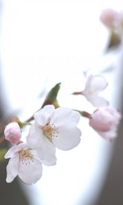 Preview wallpaper cherry, white, twig, sky, spring, motion blur, light