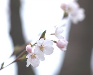 Preview wallpaper cherry, white, twig, sky, spring, motion blur, light