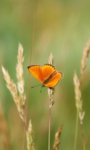 Preview wallpaper chervonets, butterfly, orange, grass, blur
