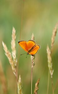 Preview wallpaper chervonets, butterfly, orange, grass, blur