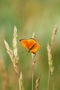 Preview wallpaper chervonets, butterfly, orange, grass, blur
