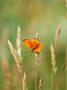 Preview wallpaper chervonets, butterfly, orange, grass, blur