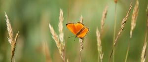 Preview wallpaper chervonets, butterfly, orange, grass, blur