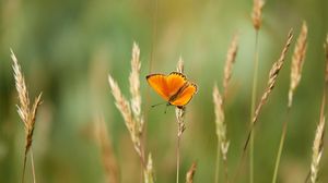 Preview wallpaper chervonets, butterfly, orange, grass, blur