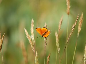 Preview wallpaper chervonets, butterfly, orange, grass, blur