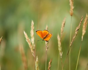 Preview wallpaper chervonets, butterfly, orange, grass, blur