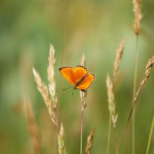 Preview wallpaper chervonets, butterfly, orange, grass, blur