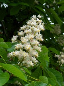 Preview wallpaper chestnut, blossom, branches, leaves, spring, mood