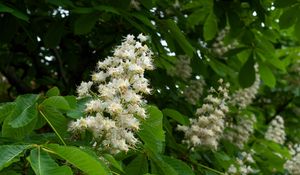 Preview wallpaper chestnut, blossom, branches, leaves, spring, mood