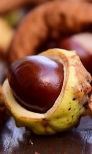 Preview wallpaper chestnut, fruit, ripe