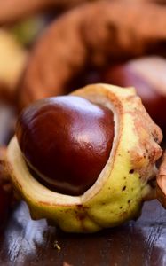 Preview wallpaper chestnut, fruit, ripe