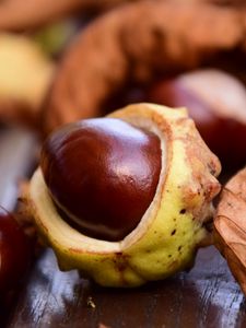 Preview wallpaper chestnut, fruit, ripe