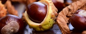 Preview wallpaper chestnut, fruit, ripe