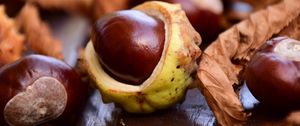 Preview wallpaper chestnut, fruit, ripe