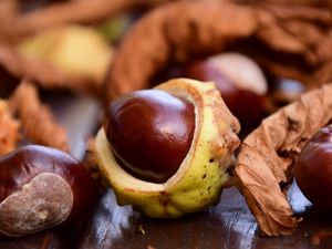 Preview wallpaper chestnut, fruit, ripe