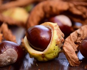 Preview wallpaper chestnut, fruit, ripe