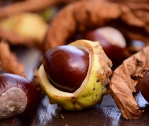 Preview wallpaper chestnut, fruit, ripe