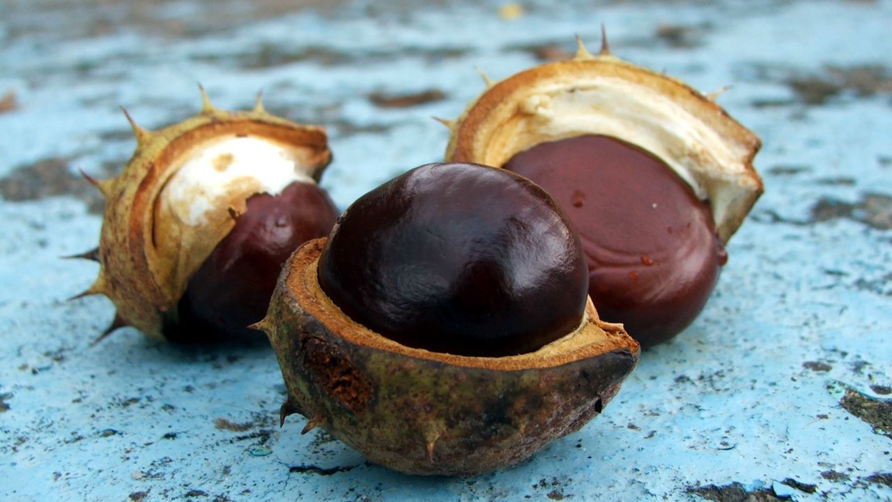 Wallpaper chestnut, fruit, ripe