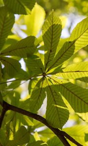 Preview wallpaper chestnut, leaves, branches, light, macro, green