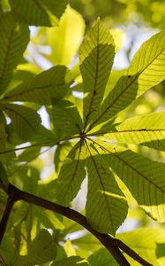 Preview wallpaper chestnut, leaves, branches, light, macro, green