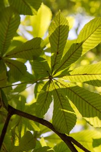Preview wallpaper chestnut, leaves, branches, light, macro, green