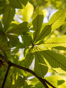 Preview wallpaper chestnut, leaves, branches, light, macro, green