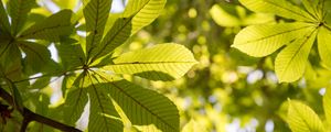 Preview wallpaper chestnut, leaves, branches, light, macro, green