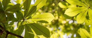 Preview wallpaper chestnut, leaves, branches, light, macro, green
