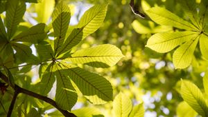 Preview wallpaper chestnut, leaves, branches, light, macro, green