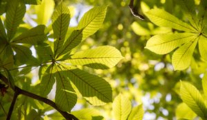Preview wallpaper chestnut, leaves, branches, light, macro, green
