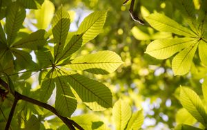 Preview wallpaper chestnut, leaves, branches, light, macro, green